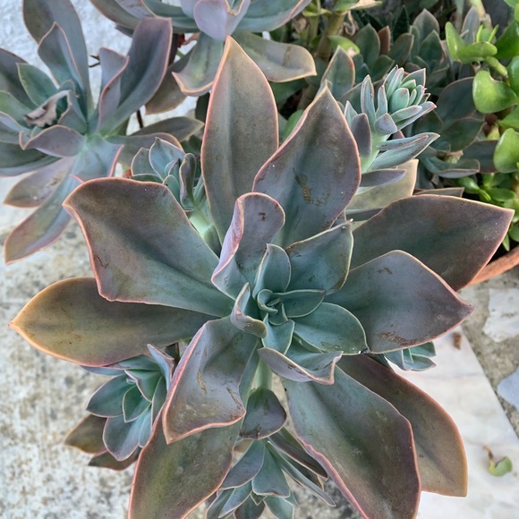jazzluna29